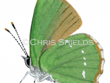 Illustration of Green Hairstreak (male) Callophrys rubi (#3141)