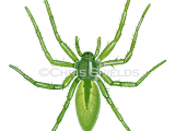 Illustration of Green Huntsman Spider female (Micrommata virescens) (#2921)