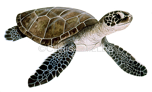Illustration of Green Turtle juvanile (Chelonia mydas) (#4503)