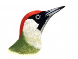 Illustration of Green Woodpecker female (Picus viridis) (#1164)