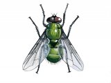 Illustration of Greenbottle Fly (Lucillia caesar) (#3270)