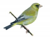 Illustration of Greenfinch (Carduelis chloris) (#0146)