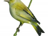 Illustration of Greenfinch (Carduelis chloris) (#3725)