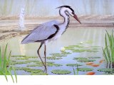 Illustration of Grey Heron (Ardea cinerea) (#0145)