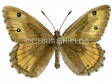 Illustration of Greyling (Hipparchia semele) (#2161)