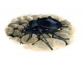 Illustration of Ground Beetle (Carabus problematicus) (#3404)