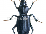 Illustration of Ground Beetle (Nebria brevicollis) (#2901)