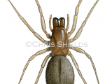 Illustration of Ground Spider (Drassodes cupreus) (#4710)