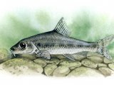 Illustration of Gudgeon (Gobio gobio) (#0168)