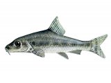Illustration of Gudgeon (Gobio gobio) (#2696)