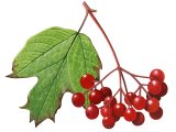 Illustration of Guelder Rose (Viburnum opulus) (#0674)