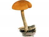 Illustration of Gymnopilus bellulus (Rustgill) (#3180)