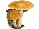 Illustration of Gymnopilus junonius (Spectacular Rustgill) (#3179)