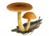 Illustration of Gymnopilus sapineus (Scaly Rustgill) (#3181)