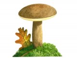 Illustration of Gyoporus castaneus (Chestnut Bolete) (#2012)