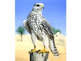 Illustration of Gyrfalcon (Falco rusticolus) (#1622)