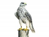 Illustration of Gyrfalcon (Falco rusticolus) (#3695)