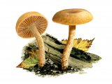 Illustration of Haasiella venustissima (#4058)