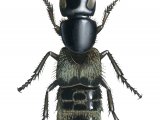 Illustration of Hairy Rove Beetle (Creophilus maxillosus).jpg (#2949)