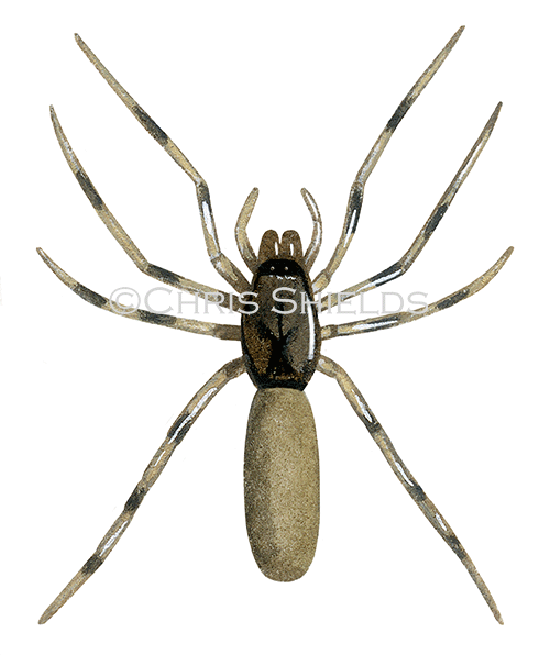 Illustration of Woodlouse Hunting Spider (Harpactea hombergi) (#2895)