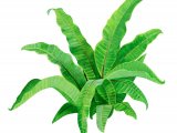 Illustration of Hart's Tongue Fern (Asplenium scolopendrium) (#2088)