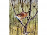 Illustration of Harvest Mouse (Micromys minutus) (#0266)