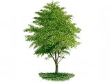 Illustration of Hawthorn Tree (Crataegus monogyna) (#3192)