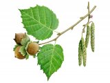 Illustration of Hazel nuts, catkins, leaves & flowers(Corylus avellana) (#3685)