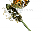 Illustration of Heath Fritillary (Mellicta athalia) (#2859)