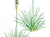 Illustration of Heath Rush (Juncus squarrosus) (#2081)