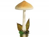 Illustration of Hebeloma helodes (#3574)