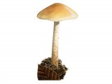 Illustration of Hebeloma saccariolens (Sweet Posionpie) (#3584)