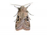 Illustration of Hebrew character (Xestia c-nigrum) (#2118)