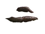 Illustration of Hedgehog Droppings (#3662)