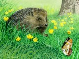 Illustration of Hedgehog (Erinaceus europaeus)  (#0268)