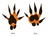 Illustration of Hedgehog Footprints (#4184)