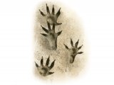 Illustration of Hedgehog Footprints (#4185)
