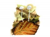 Illustration of Hemimycena mauretanica (#4064)