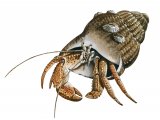Illustration of Crab (Hermit) Pagurus bernhardus (#0643)