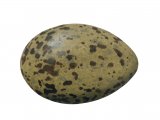 Illustration of Herring Gull egg (Larus argentatus) (#1772)