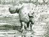 Illustration of Glorius Mud (Hippopotamus amphibius) (#0483)