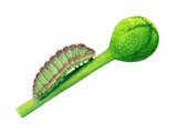 Illustration of Holly Blue Caterpillar (Celastrina argiolus) (#1902)