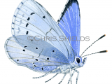 Illustration of Holly Blue (male) Celastrina argiolus (#1888)