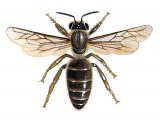 Illustration of Honey Bee (queen) Apis mellifera (#0370)