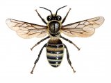Illustration of Honey Bee (worker) Apis mellifera (#0369)
