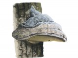 Illustration of Fomes fomentarius (Hoof Fungi) (#3272)