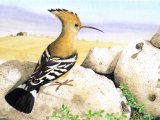 Illustration of Hoopoe (Upupa epops) (#1807)