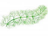 Illustration of Hornwort (Ceratophyllum submersum) (#0955)