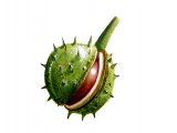 Illustration of Horse Chestnut conker (Aesculus hippocastanum) (#1019)