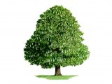 Illustration of Horse Chestnut tree(Aesculus hippocastanum) (#0740)